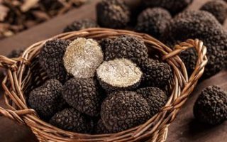 Kuliner Berkelanjutan: Saat Chef Bintang Lima Lebih Pilih Daun Singkong daripada Truffle Impor